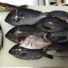 静岡県内で海釣りやってる方情報交換しませんか？？