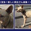 優しい大事にして下さる里親さんに引き取られました。第ニの犬生をあ...