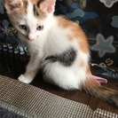 三毛猫メス