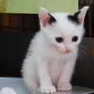 里親さん・トライアルさん募集（55）にーなちゃん - 猫