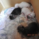 子猫、生まれました。