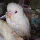 セキセイインコの手乗りヒナ