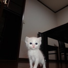 スコティッシュホールドmix　子猫