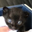 黒キジ系仔猫オス1匹