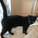 今年2歳になる黒猫ฅ( ̳• ·̫ • ̳ฅ)