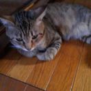 おとなしい雄猫　生後8ヶ月
