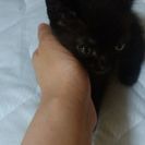 心癒される子猫ちゃんです - 飯田市