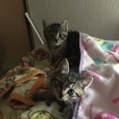 生後2〜3ヶ月の子猫3匹の里親さん探してます。