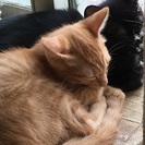 【静岡市】仔猫2匹の里親さん募集