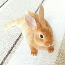 可愛い子ウサギあげます