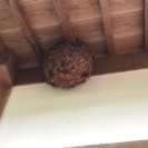 蜂の巣駆除ならラスティックへ！