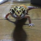 爬虫類仲間募集