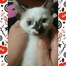 子猫ちゃん里親様募集