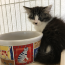 ふわふわ子猫3匹里親さん募集中です