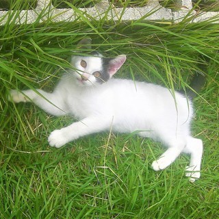 (ↀДↀ)ノ ＜動画あり♪ 貰い手がなくて困ってます。何方かどうか飼ってあげてください。野良の子猫達 黒白 白黒 雄  − 長野県