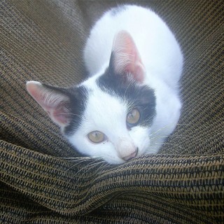 (ↀДↀ)ノ ＜動画あり♪ 貰い手がなくて困ってます。何方かどうか飼ってあげてください。野良の子猫達 黒白 白黒 雄  - 北佐久郡