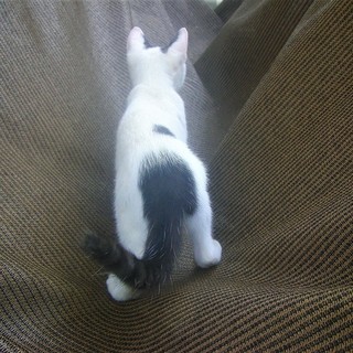 (ↀДↀ)ノ ＜動画あり♪ 貰い手がなくて困ってます。何方かどうか飼ってあげてください。野良の子猫達 黒白 白黒 雄  - 猫