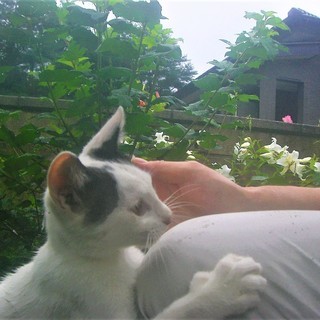 (ↀДↀ)ノ ＜動画あり♪ 貰い手がなくて困ってます。何方かどうか飼ってあげてください。野良の子猫達 黒白 白黒 雄  - 里親募集