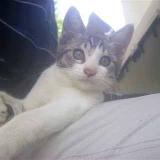 ( =ↀωↀ)っ＜動画あり♪  子猫 の貰い手がなくて困ってます...