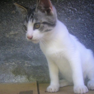 ( =ↀωↀ)っ＜動画あり♪  子猫 の貰い手がなくて困ってます。何方かどうか飼ってあげてください。野良 サバシロ　サバ白　鯖白 雄 - 北佐久郡