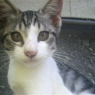 ( =ↀωↀ)っ＜動画あり♪  子猫 の貰い手がなくて困ってます。何方かどうか飼ってあげてください。野良 サバシロ　サバ白　鯖白 雄 - 猫