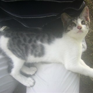 ( =ↀωↀ)っ＜動画あり♪  子猫 の貰い手がなくて困ってます。何方かどうか飼ってあげてください。野良 サバシロ　サバ白　鯖白 雄 − 長野県