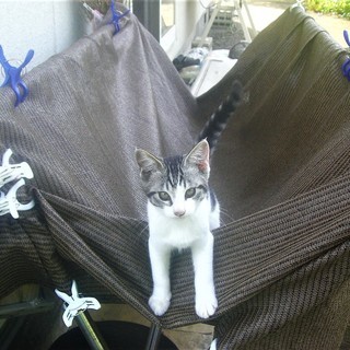 ( =ↀωↀ)っ＜動画あり♪  子猫 の貰い手がなくて困ってます。何方かどうか飼ってあげてください。野良 サバシロ　サバ白　鯖白 雄 - 里親募集
