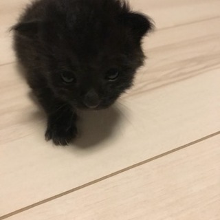 里親募集   お願いします。