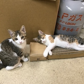 ☆美男美女の仔猫ちゃんの里親さま募集☆