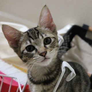 超可愛い顔のキジ子猫♀