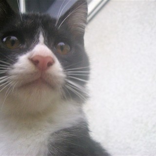 (ﾉ*ФωФ)ﾉ＜動画あり 野良の子猫 貰い手がなくて困ってます...