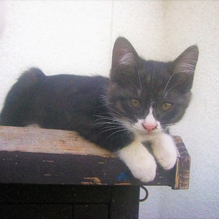 (ﾉ*ФωФ)ﾉ＜動画あり 野良の子猫 貰い手がなくて困ってます。何方かどうか飼ってあげてください。 ハチワレ 雌♀ ※その他の記載を補完（2017/9/9） - 北佐久郡