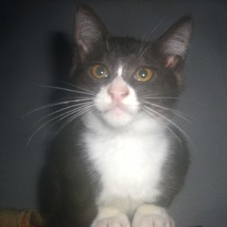 (ﾉ*ФωФ)ﾉ＜動画あり 野良の子猫 貰い手がなくて困ってます。何方かどうか飼ってあげてください。 ハチワレ 雌♀ ※その他の記載を補完（2017/9/9） - 猫