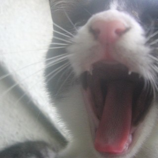 (ﾉ*ФωФ)ﾉ＜動画あり 野良の子猫 貰い手がなくて困ってます。何方かどうか飼ってあげてください。 ハチワレ 雌♀ ※その他の記載を補完（2017/9/9） − 長野県