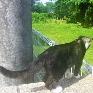 (ﾉ*ФωФ)ﾉ＜動画あり 野良の子猫 貰い手がなくて困ってます。何方かどうか飼ってあげてください。 ハチワレ 雌♀ ※その他の記載を補完（2017/9/9） - 里親募集
