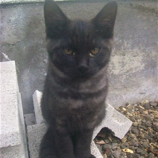 ヾ(*ΦωΦ)/＜動画あり 貰い手がなくて困ってます。何方かどうか飼ってあげてください。 子猫 野良 黒 サバ黒 雄♂  - 北佐久郡