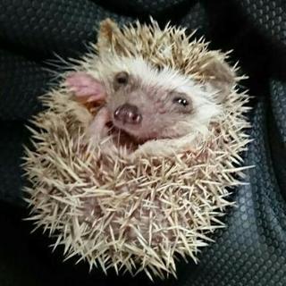 ハリネズミの情報お願いします。