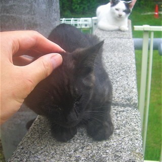 ヾ(*ΦωΦ)/＜動画あり 貰い手がなくて困ってます。何方かどうか飼ってあげてください。 子猫 野良 黒 サバ黒 雄♂  - 猫