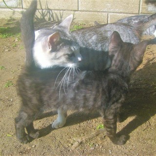 ヾ(*ΦωΦ)/＜動画あり 貰い手がなくて困ってます。何方かどうか飼ってあげてください。 子猫 野良 黒 サバ黒 雄♂  − 長野県