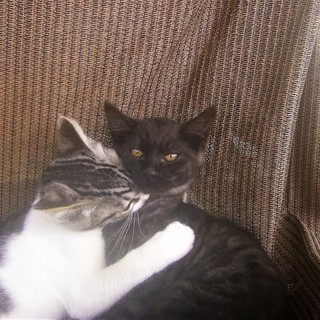 ヾ(*ΦωΦ)/＜動画あり 貰い手がなくて困ってます。何方かどうか飼ってあげてください。 子猫 野良 黒 サバ黒 雄♂  - 里親募集