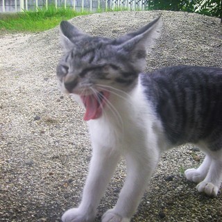 *Φω-)ノ ＜動画あり 野良の子猫 貰い手がなくて困ってます。...