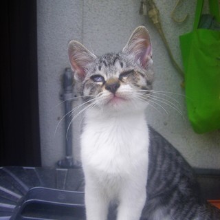 *Φω-)ノ ＜動画あり 野良の子猫 貰い手がなくて困ってます。何方かどうか飼ってあげてください。 サバシロ シロサバ サバ白 雌♀ ※その他の記載を補完（2017/9/9） - 北佐久郡