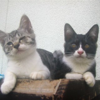 *Φω-)ノ ＜動画あり 野良の子猫 貰い手がなくて困ってます。何方かどうか飼ってあげてください。 サバシロ シロサバ サバ白 雌♀ ※その他の記載を補完（2017/9/9） - 猫