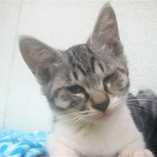*Φω-)ノ ＜動画あり 野良の子猫 貰い手がなくて困ってます。何方かどうか飼ってあげてください。 サバシロ シロサバ サバ白 雌♀ ※その他の記載を補完（2017/9/9） − 長野県