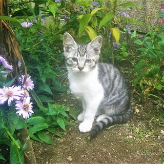 *Φω-)ノ ＜動画あり 野良の子猫 貰い手がなくて困ってます。何方かどうか飼ってあげてください。 サバシロ シロサバ サバ白 雌♀ ※その他の記載を補完（2017/9/9） - 里親募集