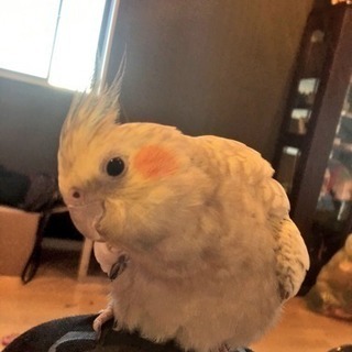 オカメインコ 一宮市 迷子