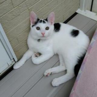 【至急】子猫の里親募集中