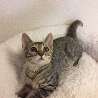 約4カ月　べたべた構ってほしいの♀みうちゃん - 猫