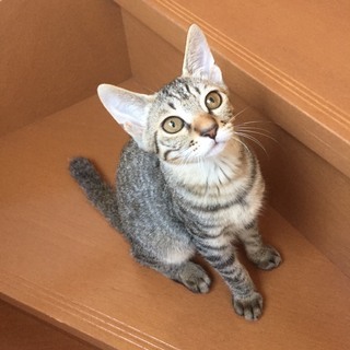 約4カ月　べたべた構ってほしいの♀みうちゃん − 東京都