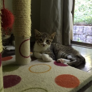 4カ月半 愛され育った野良兄弟♂童顔キジ白ぷーくん - 猫
